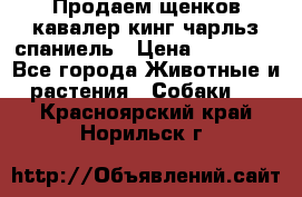 Продаем щенков кавалер кинг чарльз спаниель › Цена ­ 60 000 - Все города Животные и растения » Собаки   . Красноярский край,Норильск г.
